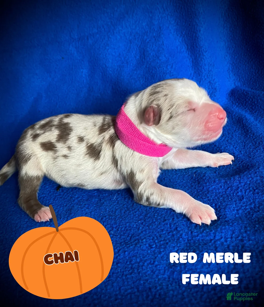 Australian Shepherd dogs for sale: Chai - Ad 1