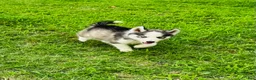 Siberian Husky dogs for sale: Sophie - Ad 10