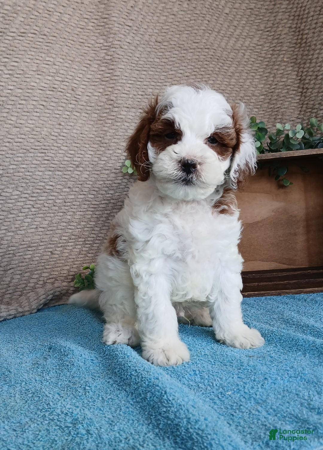 Cavapoo dogs for sale: Smokey  - Ad 2