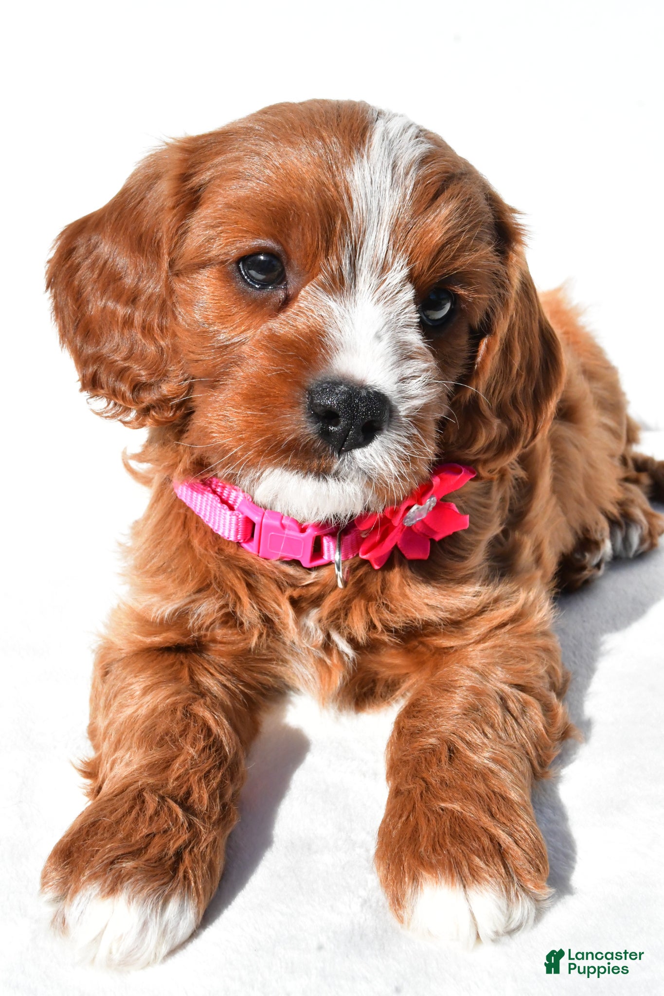 Cavapoo dogs Gabby - Ad 1