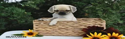 Puggle dogs for sale: Frappe - Ad 4