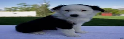 Australian Shepherd dogs for sale: Pearl - Ad 2