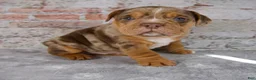 Beabull dogs for sale: Grant - Ad 6