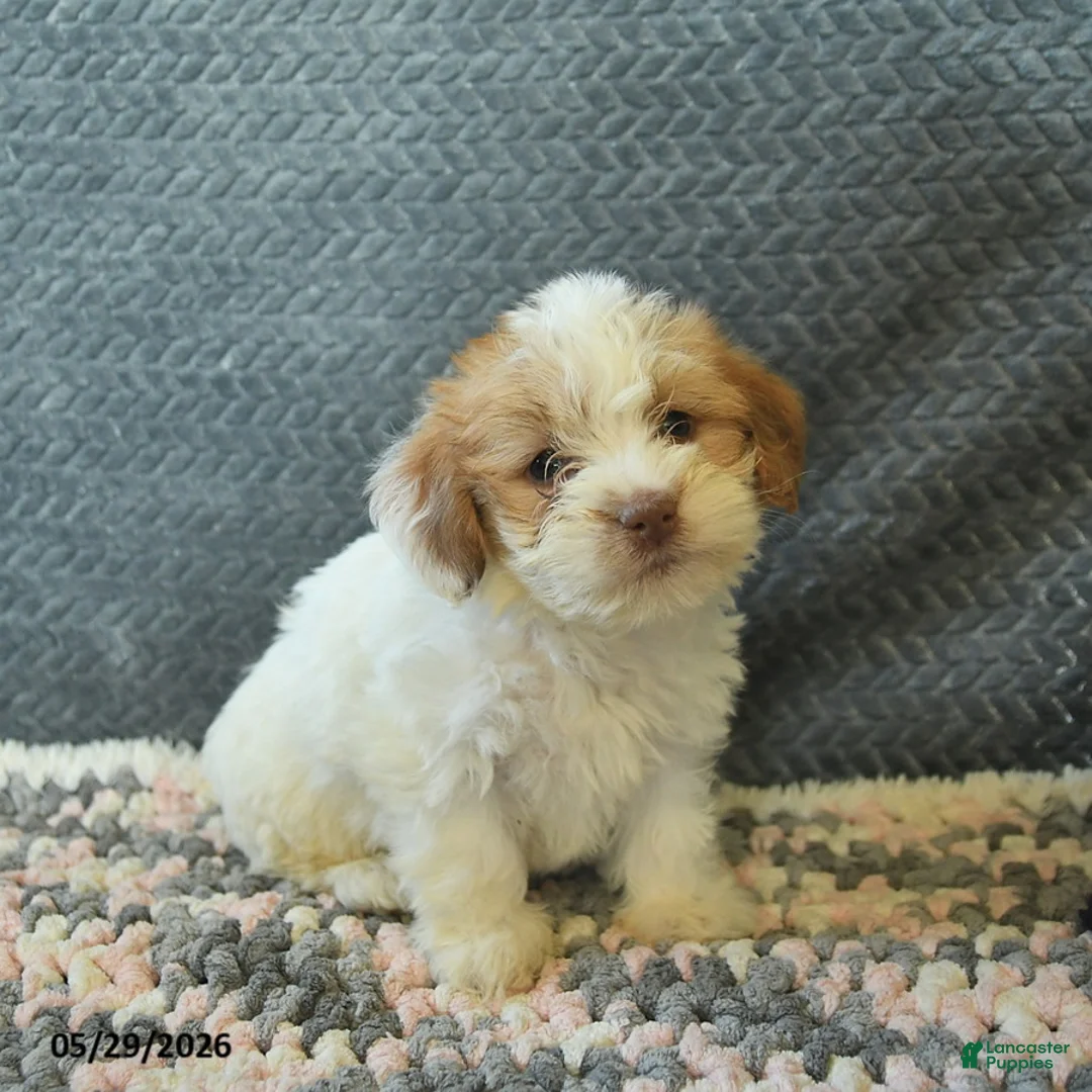 Maltipoo dogs for sale: Lorette  - Ad 2