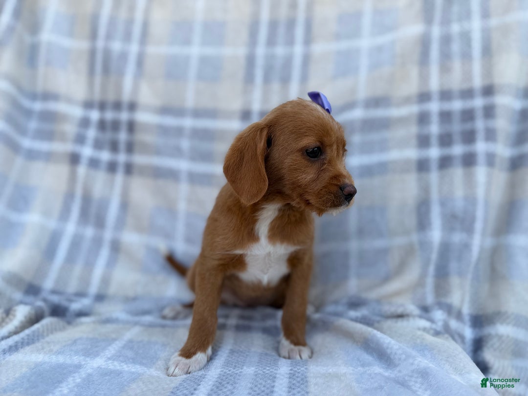 Beagle dogs for sale: Birdie - Ad 4
