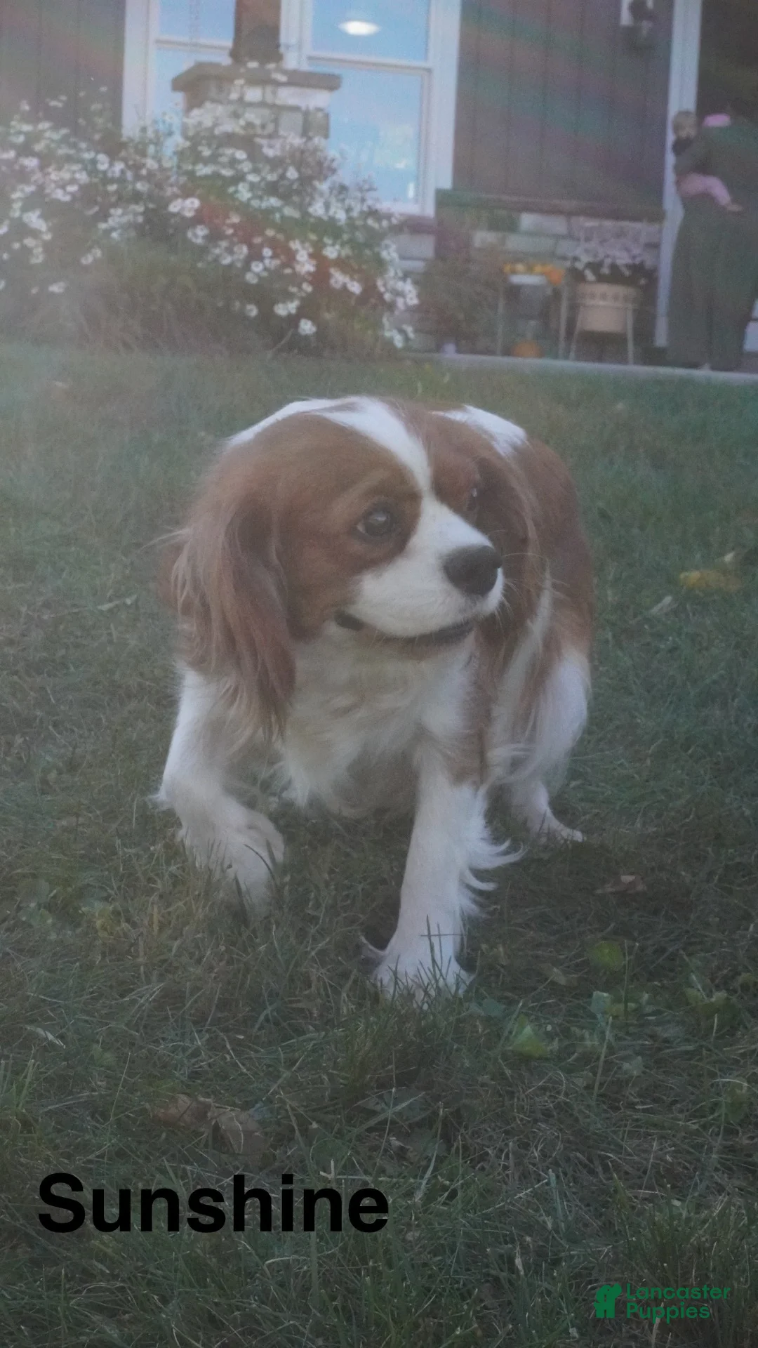 Cavapoo dogs for sale: Caprice  - Ad 7