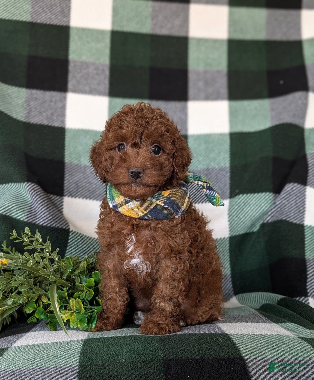 Cavapoo dogs for sale: Ozzie - Ad 9