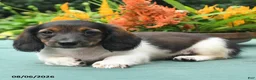 Dachshund dogs for sale: Tucker - Ad 4