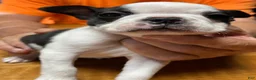 Boston Terrier dogs for sale: Boston Terrier 3 - Patch - Ad 1