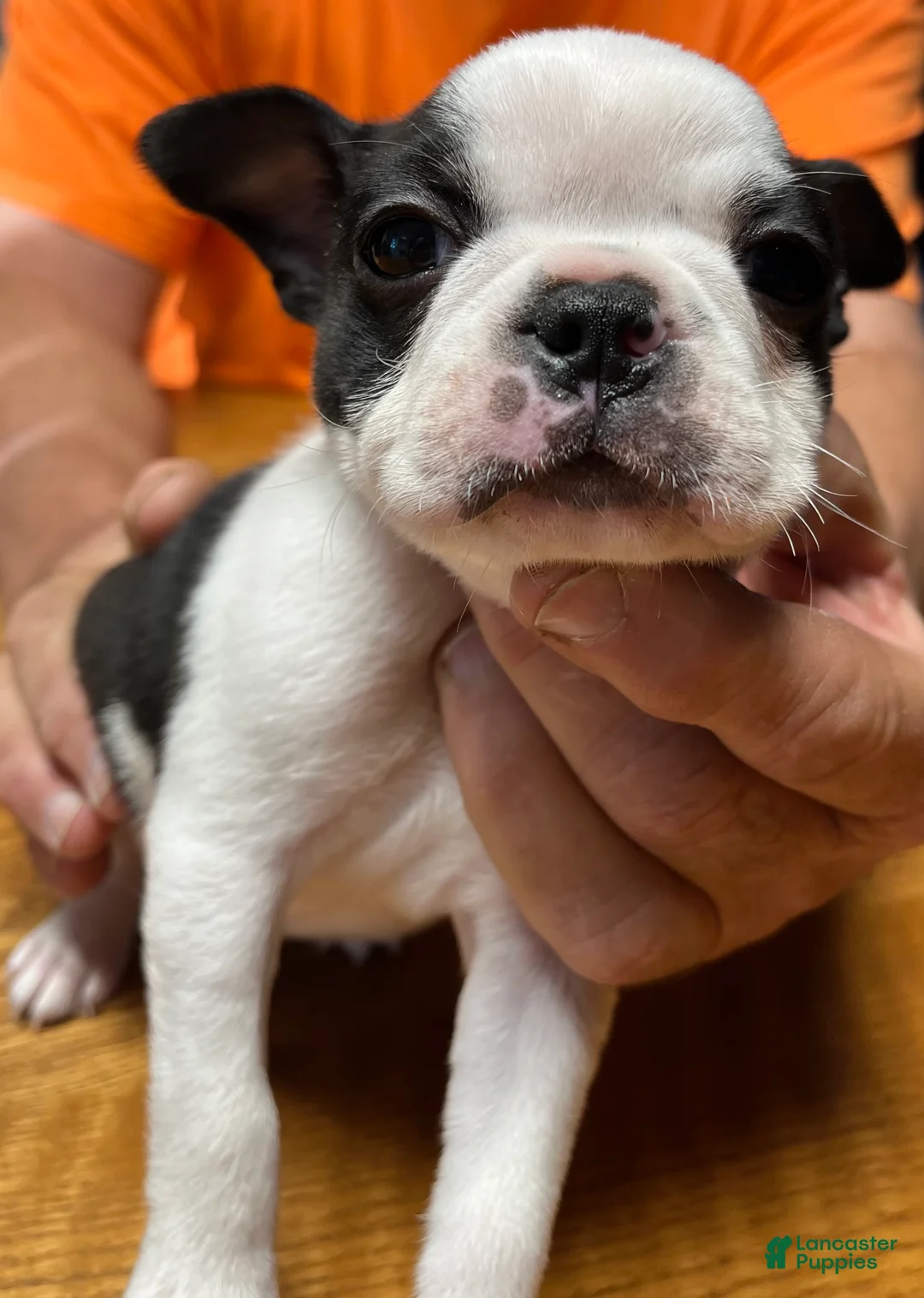 Boston Terrier dogs for sale: Boston Terrier 3 - Patch - Ad 1
