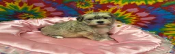 Havanese dogs for sale: Suzie - Ad 6