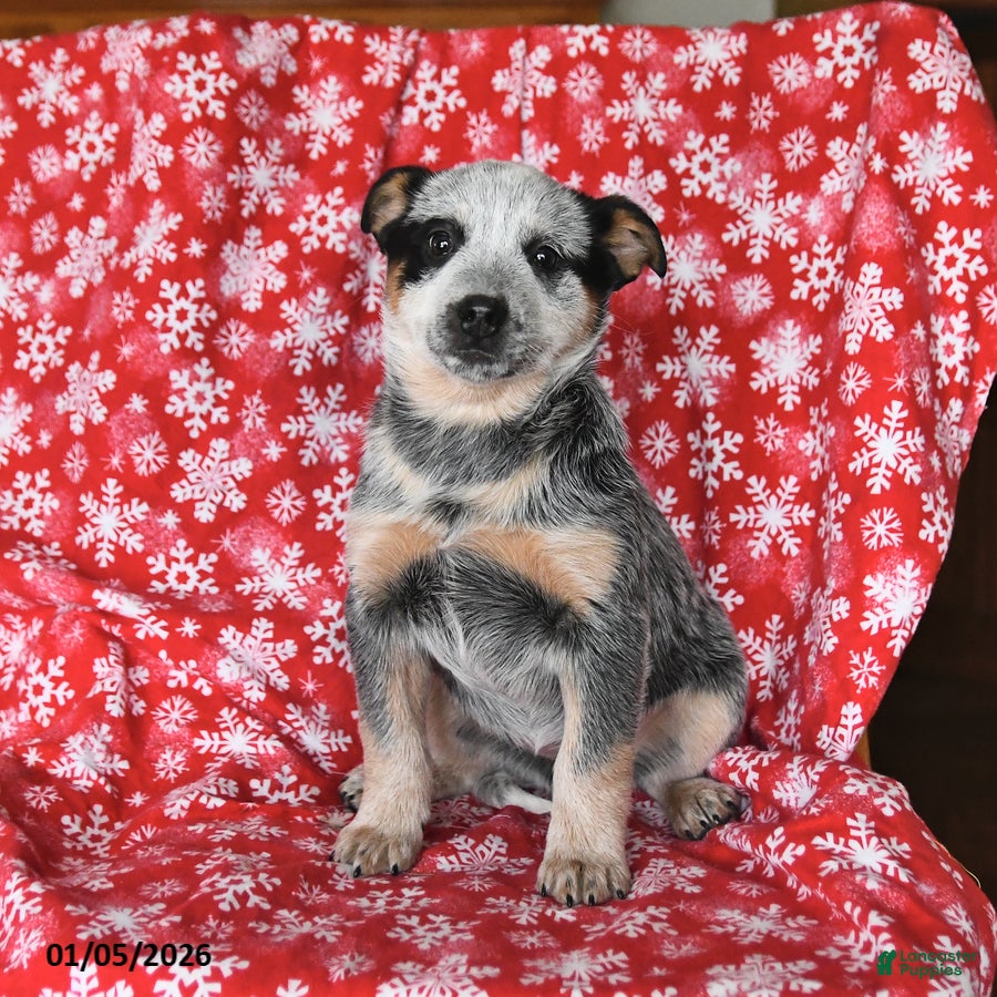 Australian Cattle Dog dogs Joy - Ad 10