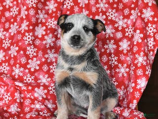 Australian Cattle Dog dogs Joy - Ad 2