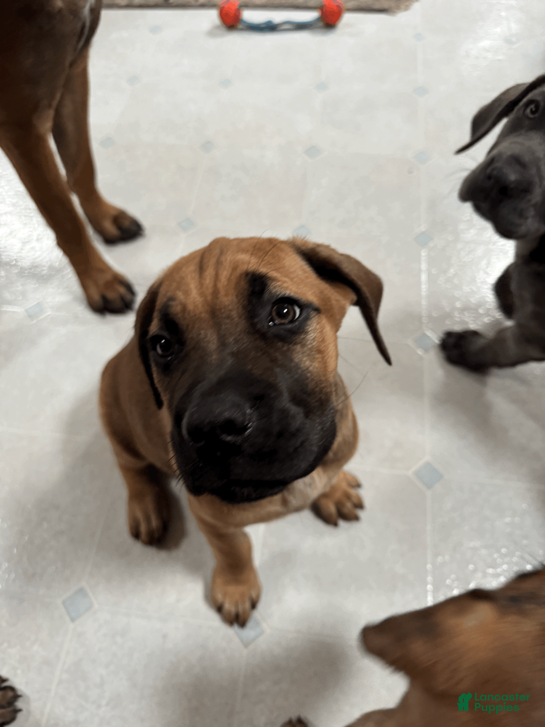 Cane Corso dogs for sale: Clapper- blue boy - Ad 4