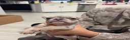 French Bulldog dogs for sale: French Bulldog Puppy 1 - Ad 4