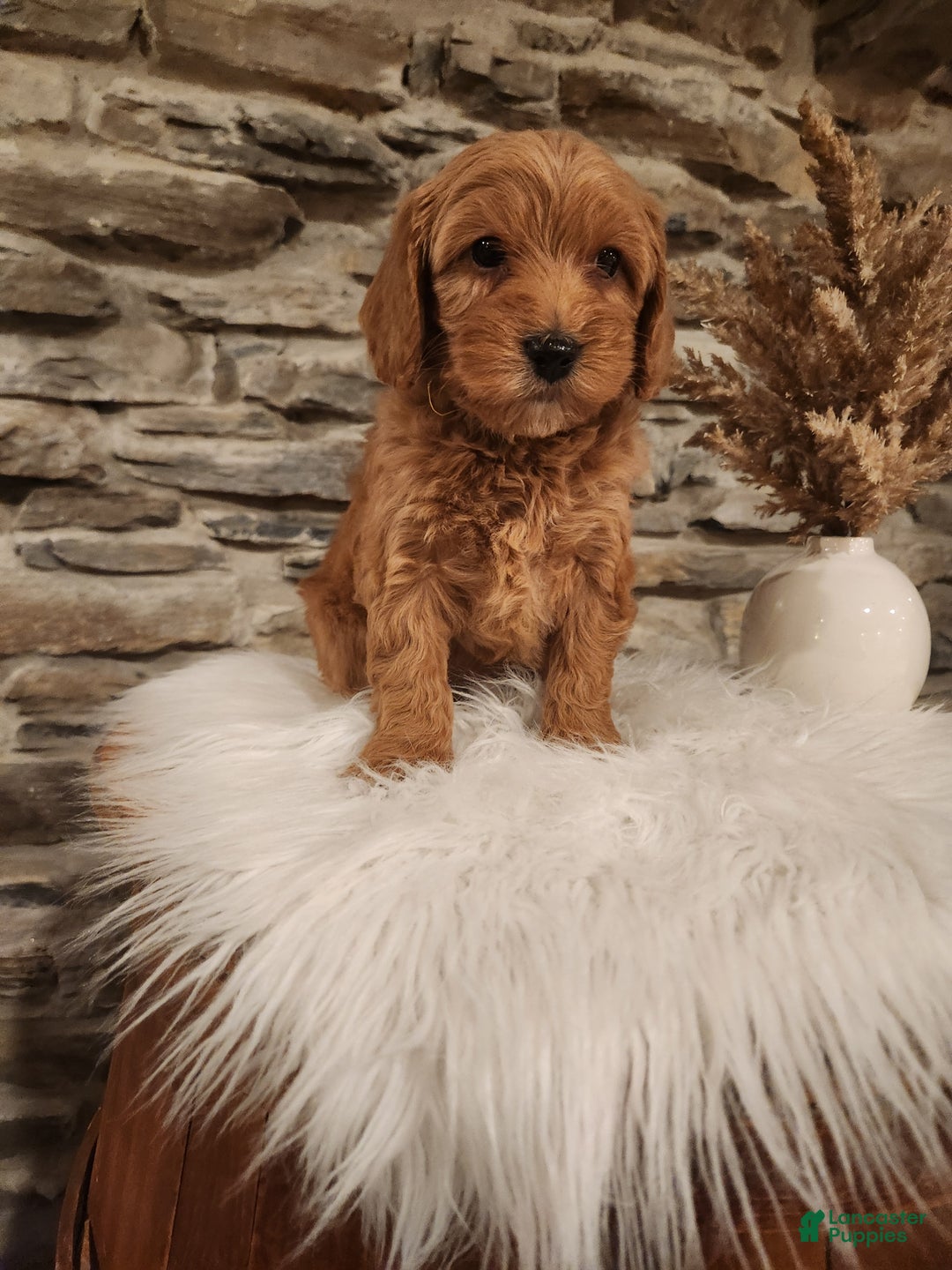 Mini Goldendoodle dogs for sale: JESSA - MINI GOLDENDOODLE LOVELY PUPPY (RICHLAND, PA) - F1BB - Ad 4