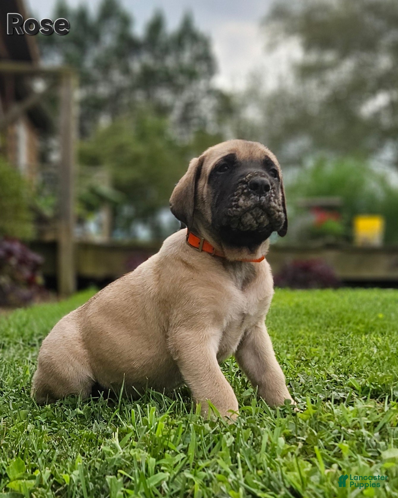 English Mastiff dogs Rose - Ad 1