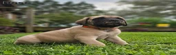 English Mastiff dogs for sale: Rose - Ad 1