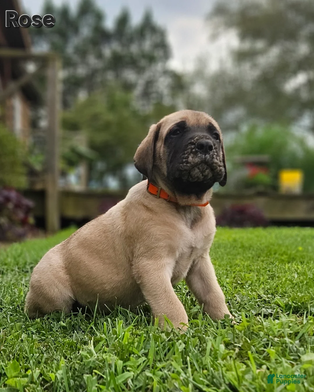 English Mastiff dogs for sale: Rose - Ad 1