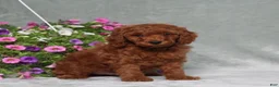 Miniature Poodle dogs for sale: Darius - Ad 4