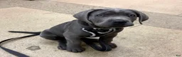 Cane Corso dogs for sale: Christ - Ad 6