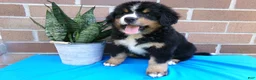 Bernese Mountain Dog dogs for sale: Teresa - Ad 4