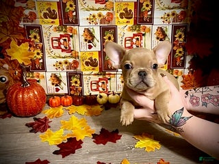 French Bulldog dogs - Ad 14
