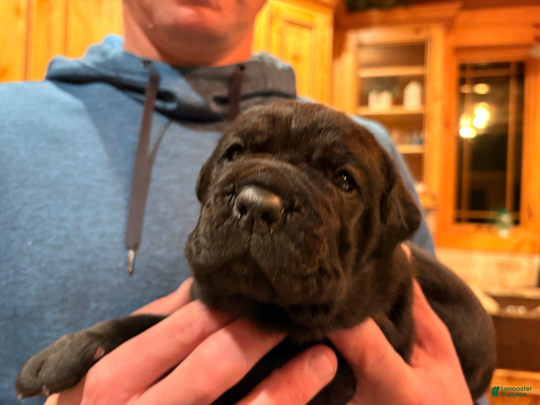 Cane Corso dogs for sale: Blue boy - Ad 2