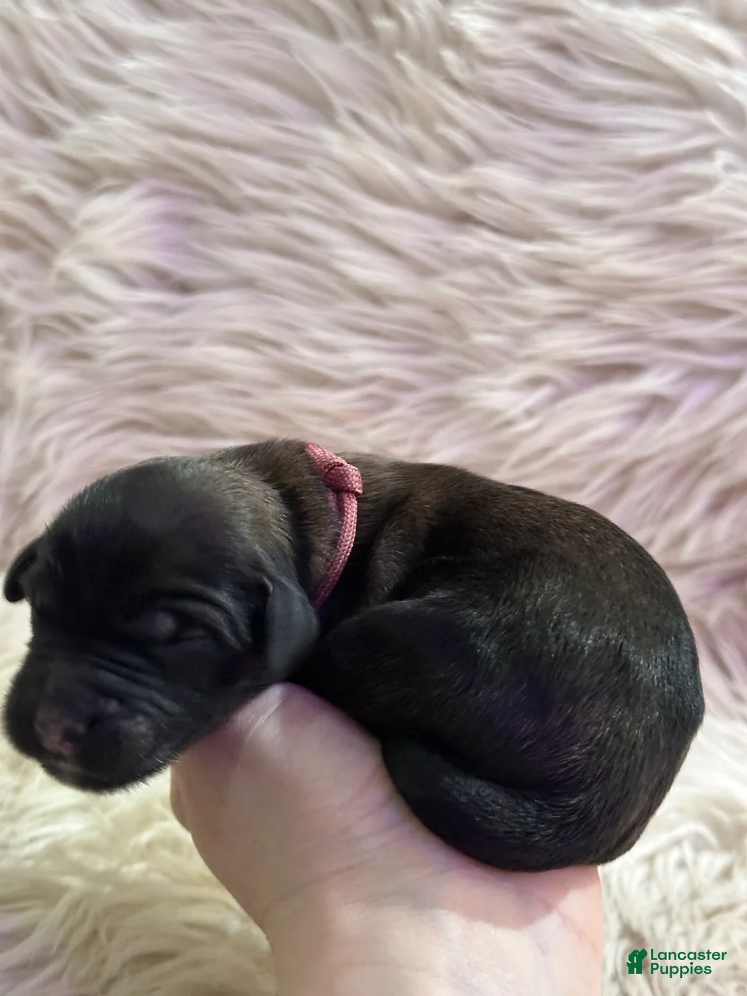 Goldendoodle dogs for sale: Goldendoodle Puppy 2 - Ad 5