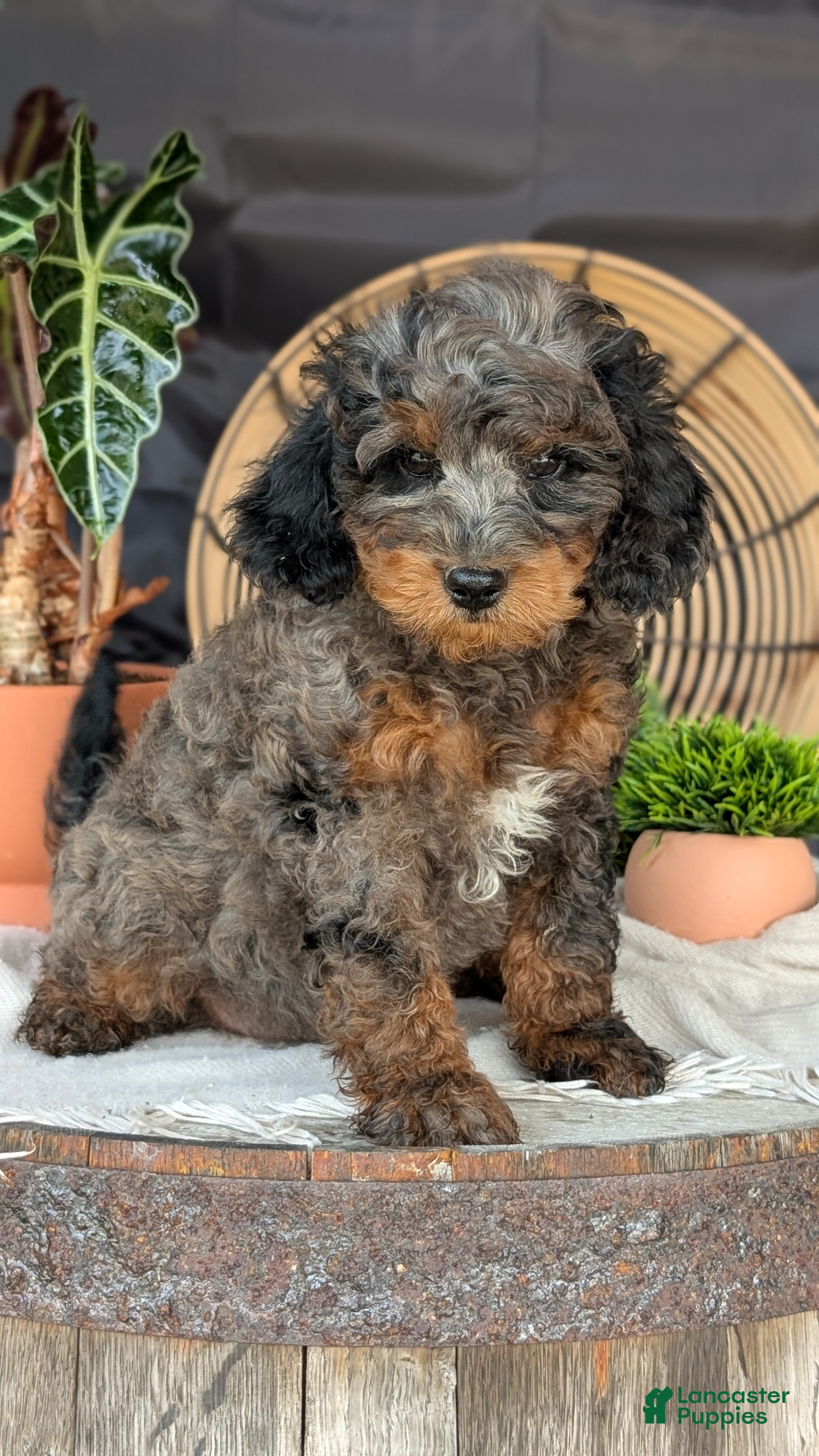 Cavapoo dogs Maddox  - Ad 2