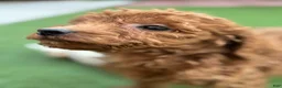 Standard Poodle dogs for sale: Daisy - Ad 7