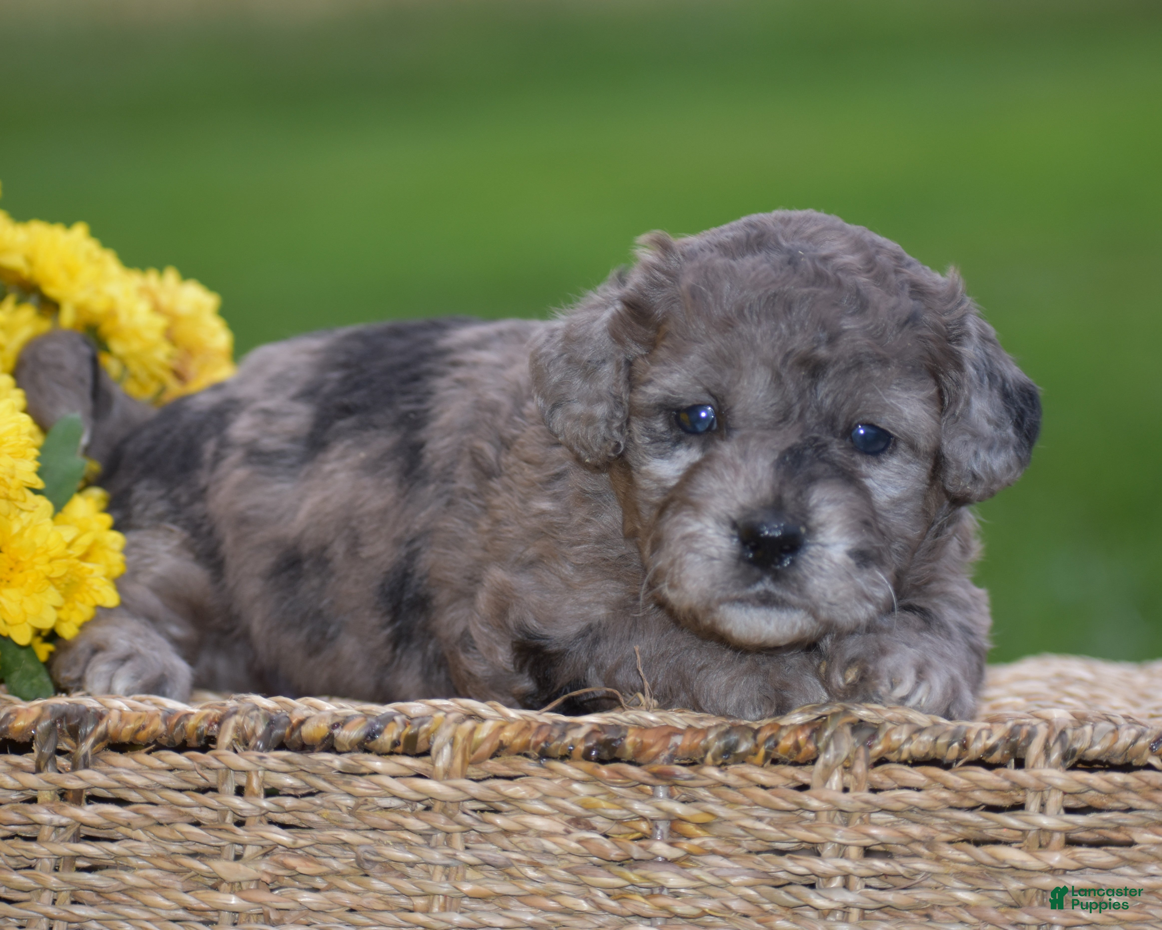 Mini Goldendoodle dogs Heather - Ad 1