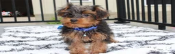 Yorkiepoo dogs for sale: Enzo - Ad 11