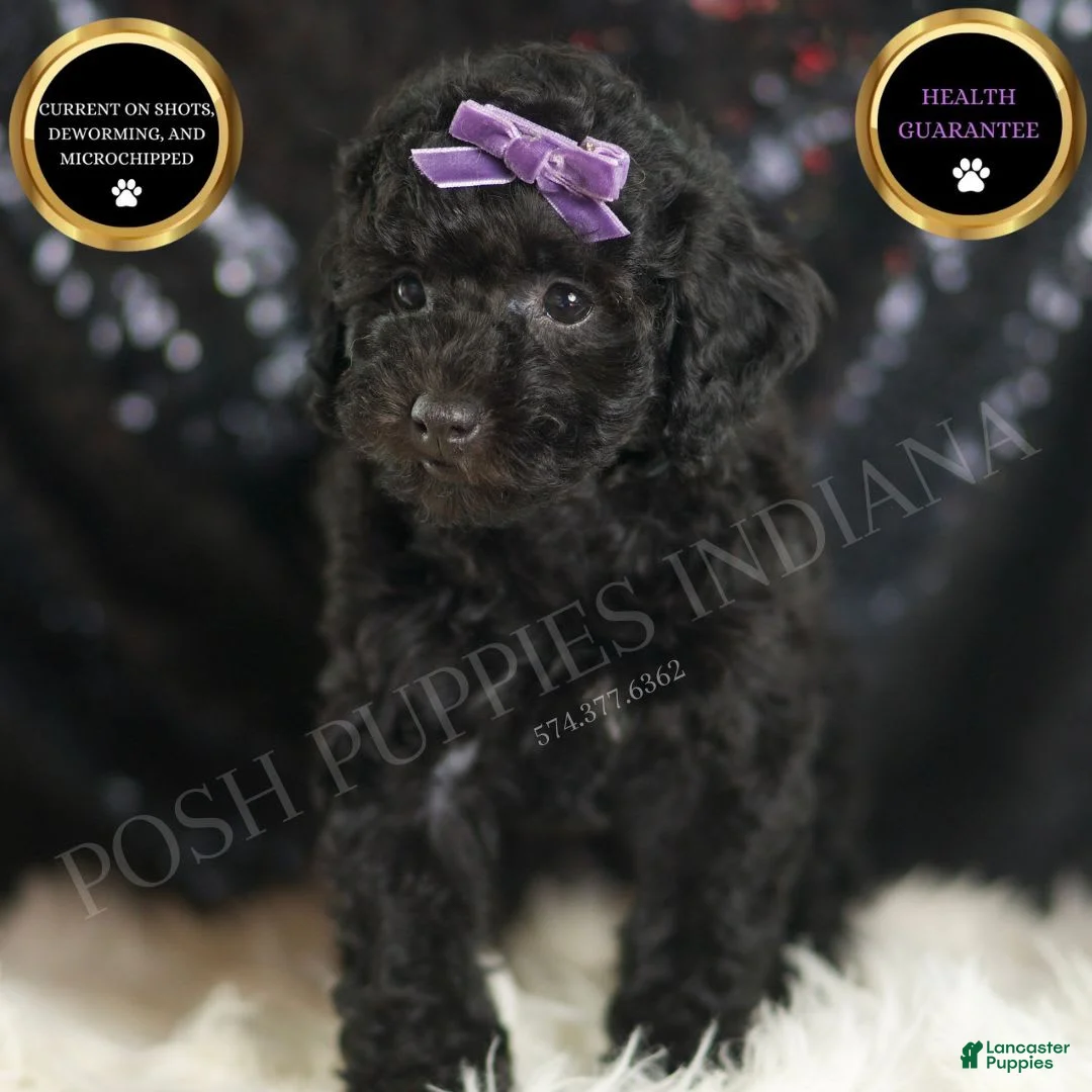 Mini Goldendoodle dogs for sale: Smiles - Ad 1