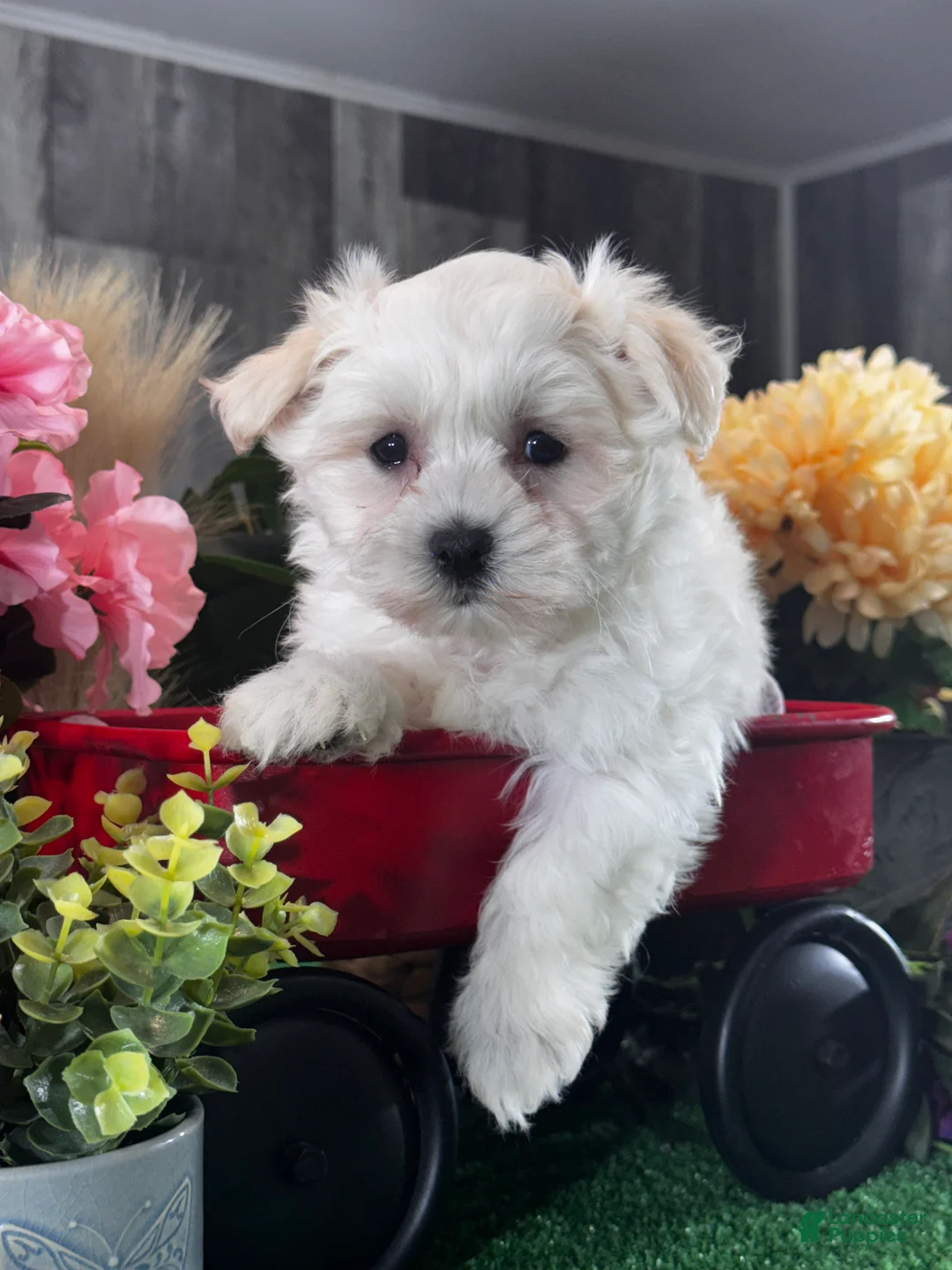 Mixed Breed dogs for sale: Labanon - Ad 8