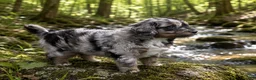 Bernedoodle dogs for sale: Star - Ad 15