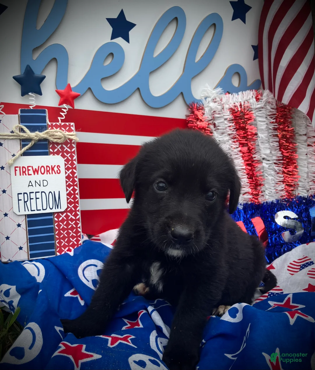 Mixed Breed dogs for sale: Major  - Ad 2