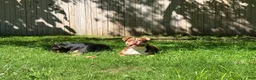 American Bully dogs for sale: Blue - Ad 2