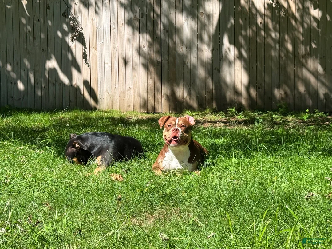 American Bully dogs for sale: Blue - Ad 2