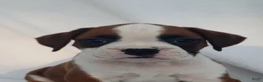Bruno