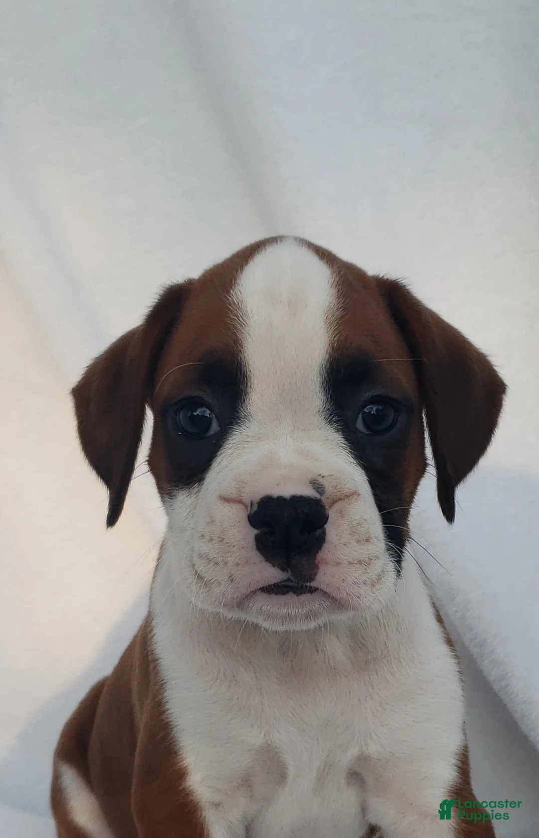 Boxer dogs for sale: Bruno - Ad 1