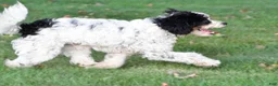 Cavapoo dogs for sale: romeo - Ad 3
