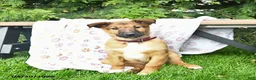 Mixed Breed dogs for sale: Eve  - Ad 3