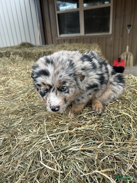 Australian Shepherd dogs Billy - Ad 2