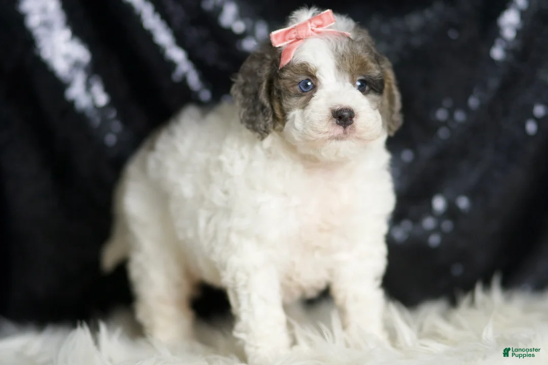 Mini Goldendoodle dogs for sale: Vienna - Ad 2