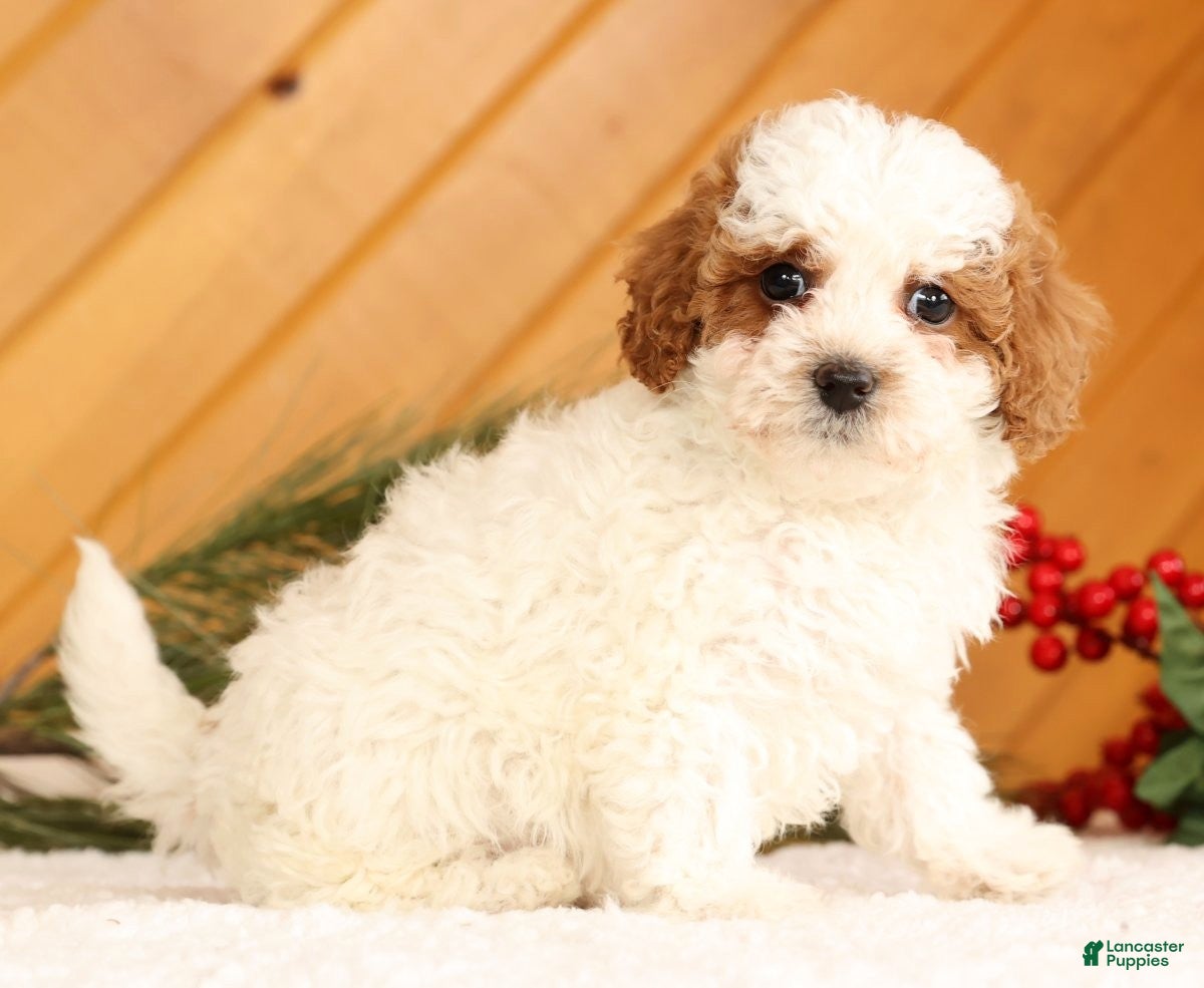 Cavapoo dogs Jingle - Ad 1