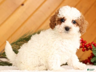 Cavapoo dogs Jingle - Ad 1