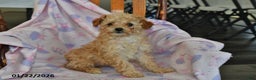 Miniature Poodle dogs for sale: Piper - Ad 3