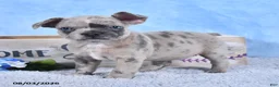 Frenchton dogs for sale: Luna  - Ad 3