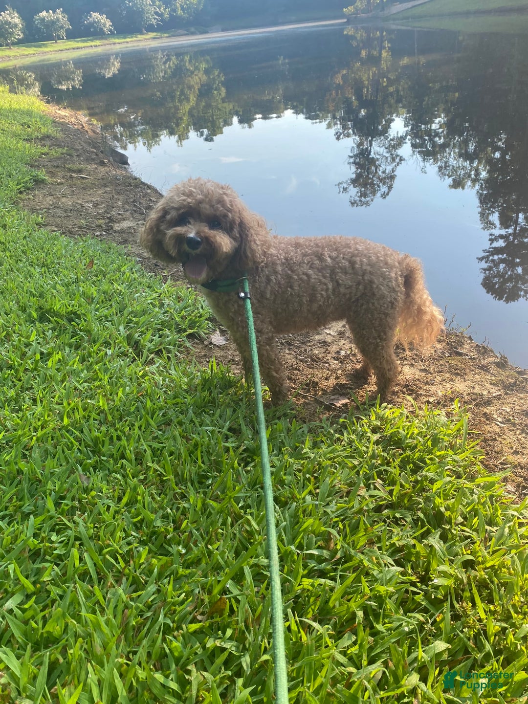 Gallery Image {{count}}